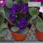 African Violet – 4″ Pot